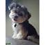 Stud Dog  Male Morkie Service Breed Your