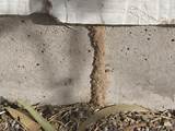 Photos of Termite Damage Signs