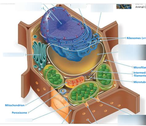 Plant Cell Organelles And Functions Diagram Quizlet