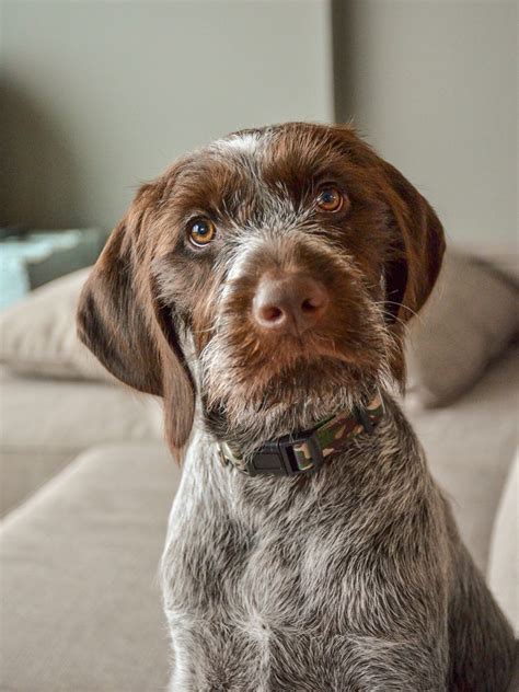 Check spelling or type a new query. Miniature German Wirehaired Pointer