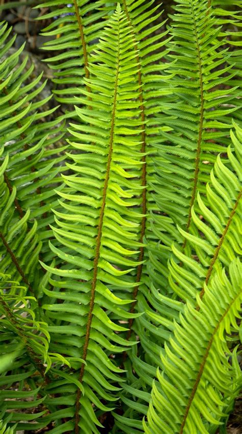 21 Best Ferns For Your Garden Shade Plants Ferns Garden Shade