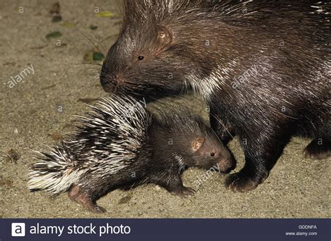 African Crested Porcupine Hi Res Stock Photography And Images Alamy