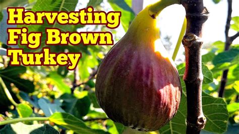 Harvesting Fig Variety Brown Turkey In September How It Looks Like