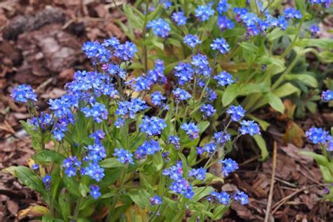 Myosotis Asiatica Alpine Forget Me Not