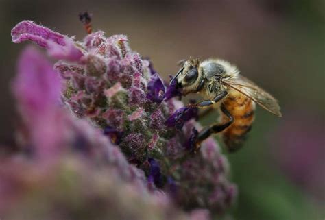 This video shows some of the excellent reviews and testimonials that have been. Monterey is California's honey hub | Bee, Monterey, Carmel ...