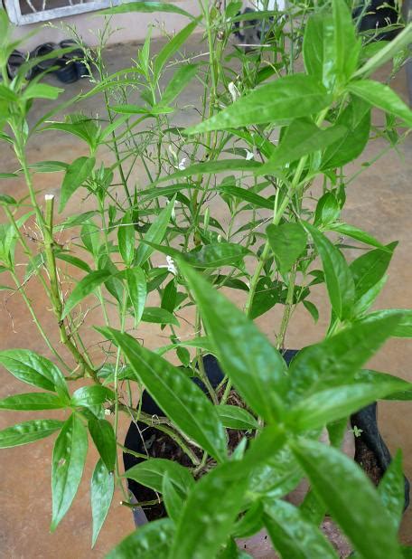 Andrographis paniculata is used in traditional medicine to treat infectious diseases and fevers. HEMPEDU BUMI/ SAMBILOTO/ANDROGRAPHIS PANICULATA | Agrobio ...
