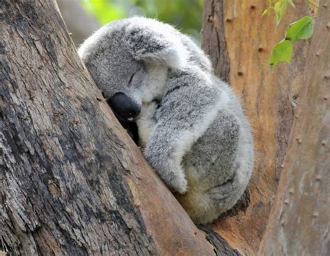 Sleeping Koala Baby Animals Pictures Fluffy Animals Cute Animals