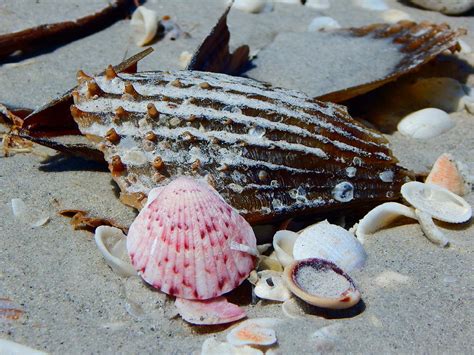 Sea Shells On The Beach Photograph By Melissa Gallant Fine Art America