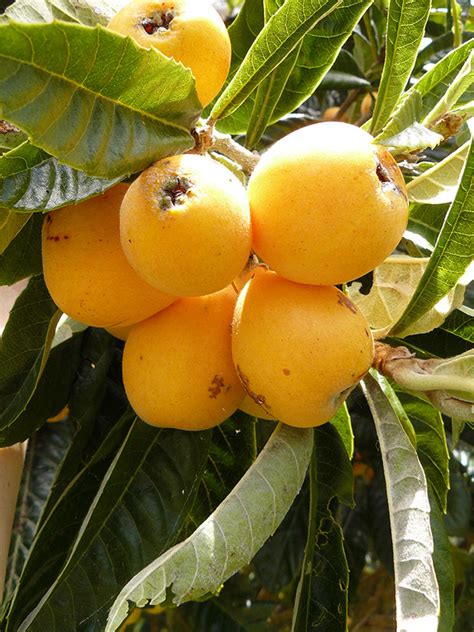 How To Make The Most Of Loquat Season In New Zealand Plus Loquat