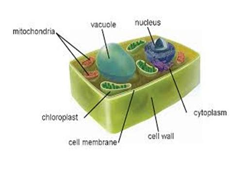 Plant And Animal Cells
