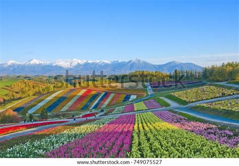 Panoramic Flower Gardens Shikisai Hill Biei Stock Photo Edit Now