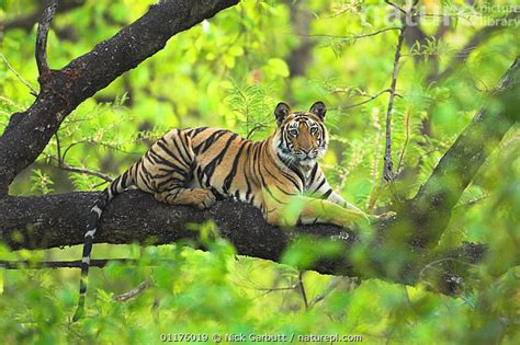 Nature Picture Library Rf Tiger Panthera Tigris 14 Month Lakshmi Cub