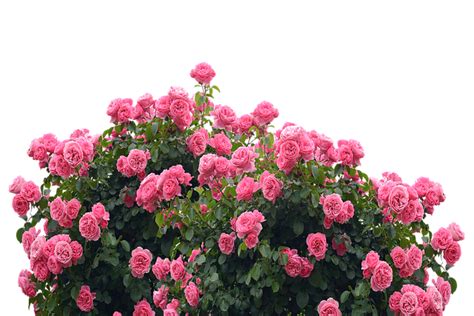 Rose shrub pink, red rose bush, flower arranging, artificial flower png. Roses Love Nature Rose · Free photo on Pixabay