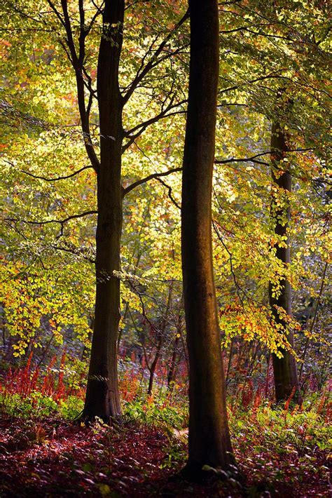 Late Autumn Beech Trees Friston Forest Beech Tree Landscape Trees