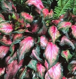 Next, water the plants frequently so that the soil stays moist but not soggy. Caladium Pink Gem - Easy To Grow Bulbs