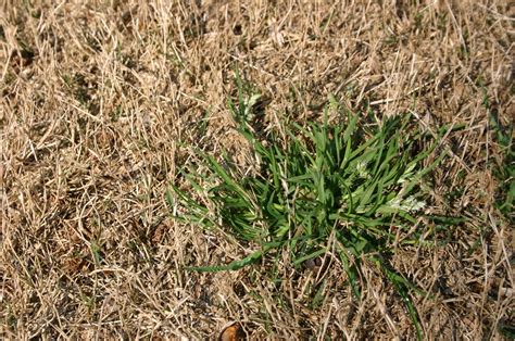 Bermuda Grass Herbicide