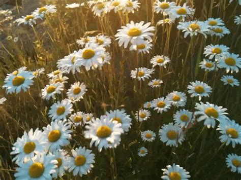 Top Edible Flowers To Jazz Up Your Food