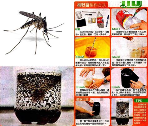 Once a week, empty and scrub, turn over, cover, or throw out any items that hold water, such as vases or flowerpot saucers, to remove mosquito eggs and larvae. Easy Way to Trap and Kill Mosquitoes | Take It Or Share It