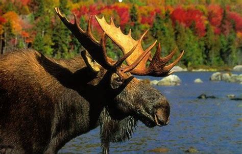 The adirondack mountains surrounding the big moose inn offer great summer & winter fun. Big Moose Inn, Cabins, Campground -Baxter State Park Road ...