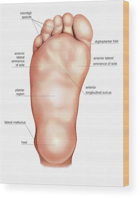 Anatomy Regions Of The Right Foot Wood Print By Asklepios Medical Atlas