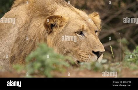 Focused Lion Stock Videos And Footage Hd And 4k Video Clips Alamy