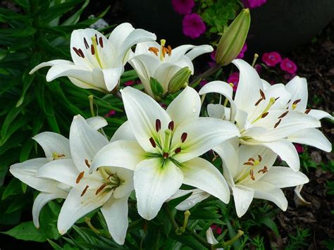 White Lilium Flower Rs 100 Pack Tfa Agri Initiatives Private Limited