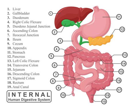Human Small Intestine Clip Art Vector Images And Illustrations Istock