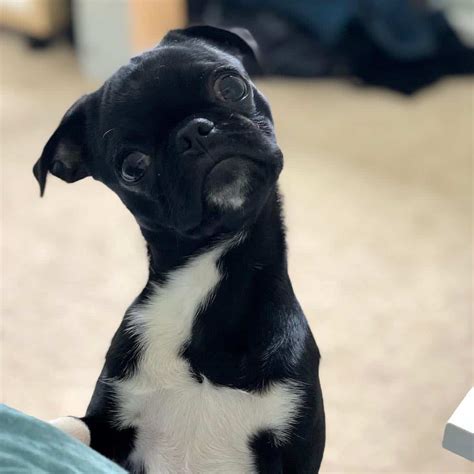 Though dna testing has become more readily available, it is still met with much skepticism on its accuracy. All you need to know about the Bugg, the Boston Terrier ...