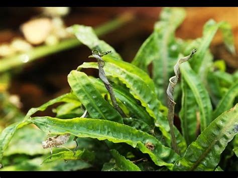 The cryptocoryne balansae is an excellent aquarium plant, ideal for the. Cryptocoryne crispatula var balansae クリプトコリネ バランサエ - YouTube