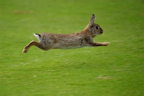 Domesticating Rabbits Scientists Prove Charles Darwins Theory Of