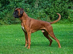 Called so because this person has gotten accustommed to getting wet, wading through flooded streets, and playing in the rain. Do Boxers Have Webbed Feet? - Dog Advice Center