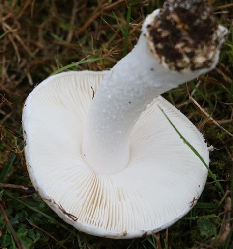 Nw Oregon Mushroom Id Mushroom Hunting And