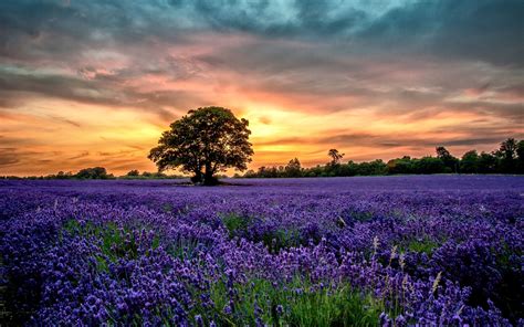 The Love Of Lavender Macbook Air Wallpaper Download Allmacwallpaper