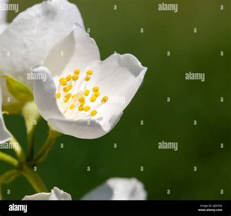 White Fragrant Jasmine Flower Blooming In Summer Jasmine Shrub With
