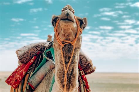 How A Camel Taught Me To Deal With Anxiety Muslim Pro Official Blog