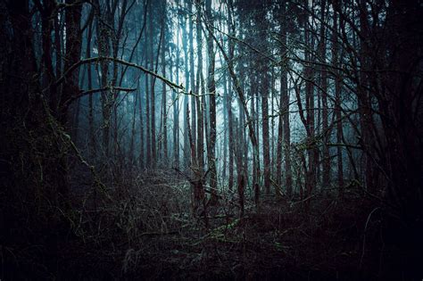 Gloomy Woods Mystical Forest Forest Wood