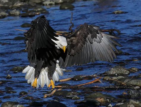 Eagle Landing Photograph By Evergreen Photography Pixels