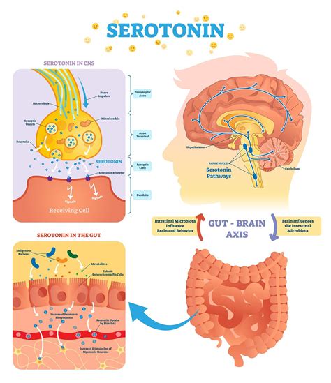 Serotonin Vs Dopamine What Are The Differences