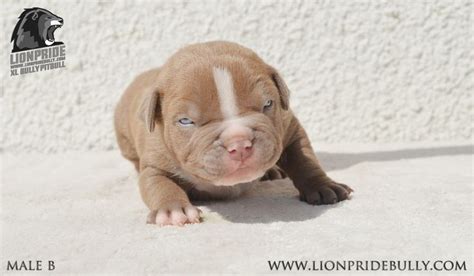 Xl bully puppies will be due on april 18, 2013. Chiot puppy puppies American bully XL XXL Bully Pitbull ...
