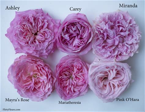 Pink Garden Rose Study With Alexandra Farms Flirty Fleurs The Florist