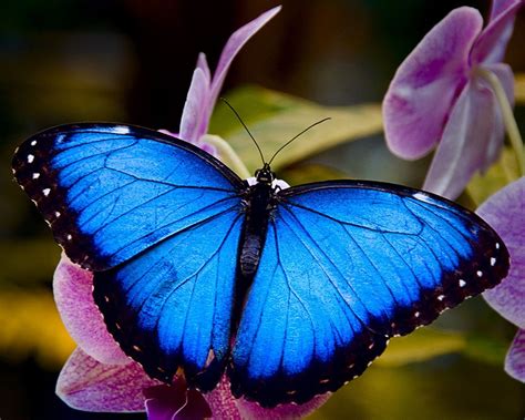 Luthfiannisahay Lifespan Of Blue Morpho Butterfly