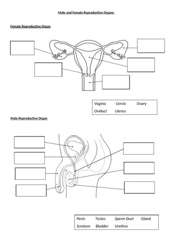 Female And Male Reproductive Systems Teaching Resources