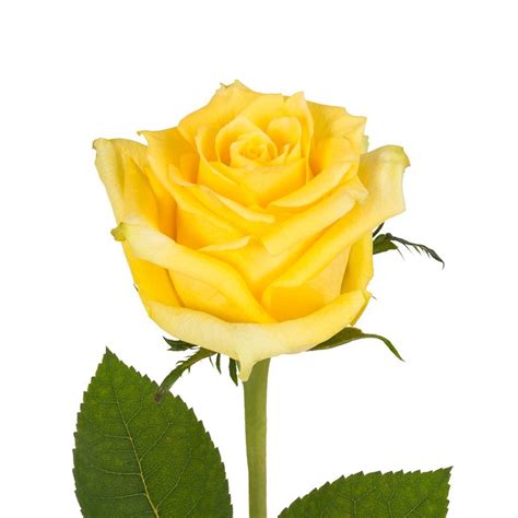 Yellow Rose Bouquet Yellow Rose Flower Yellow Roses Buy Flowers