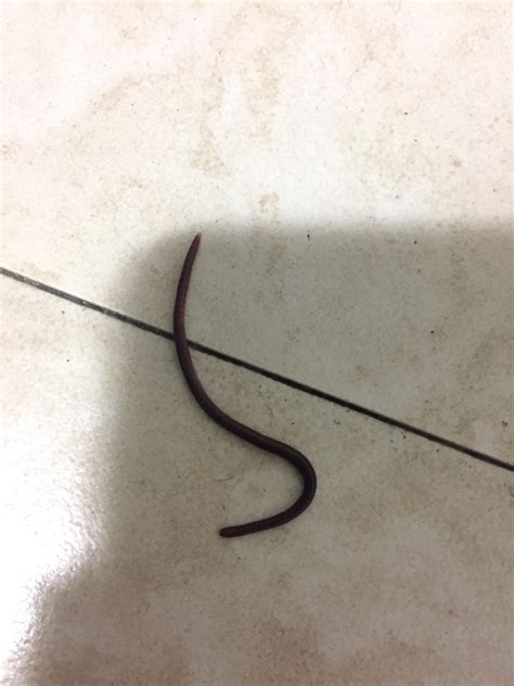 Worm Found Inside My House Southern California Is He Just An
