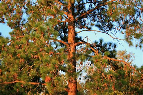 Pine Tree With Cones Free Stock Photo Public Domain Pictures