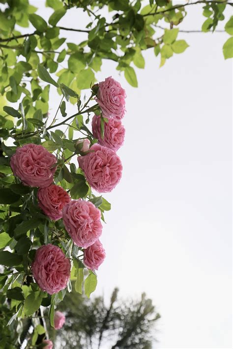 Roses Pink Rose Branches Free Photo On Pixabay Pixabay