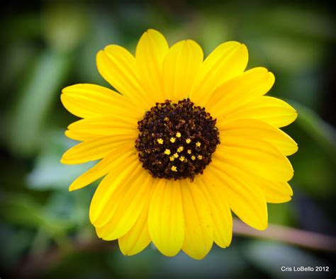 And that's why we place a huge priority on customer service, doing everything possible to ensure your satisfaction and to make sure you are. I snapped this photo of a beautiful little daisy near the ...