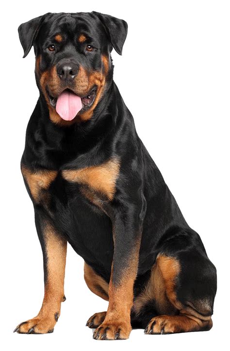 How can i make my photos transparent on lunapic? Rottweiler PNG Transparent Images | PNG All