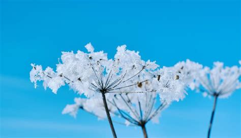 Crystal Snow Flowers Against The Blue Sky Stock Image Image Of Russia Crystallization 115129481