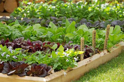 Kitchen Garden Crops Thedavidsingermany